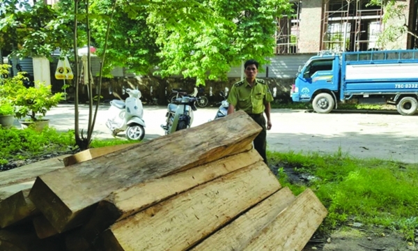 Thừa Thiên- Huế bắt nhiều vụ vận chuyển gỗ lậu
